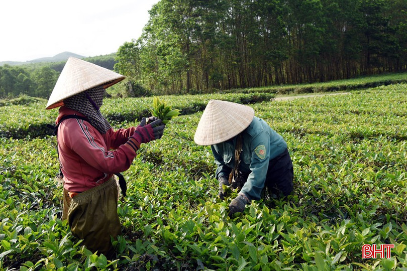 Khi cây chè là “chìa khóa” thoát nghèo của người dân Kỳ Văn