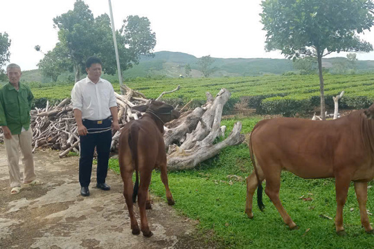 Xã Kỳ Văn bàn giao con giống bò sinh sản đợt 01 năm 2026
