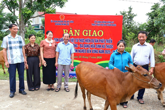 Bàn giao con giống bò thực hiện dự án phát triển sản xuất trong lĩnh vực nông nghiệp thuộc Chương trình MTQG giảm nghèo bền vững