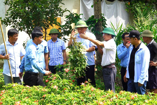 Tham quan học tập trao đổi kinh nghiệm trồng Sâm Bố Chính tại xã Hương Xuân